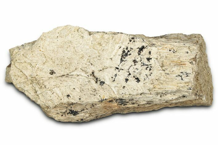 Dinosaur (Triceratops) Frill Shield Section - Montana #338896